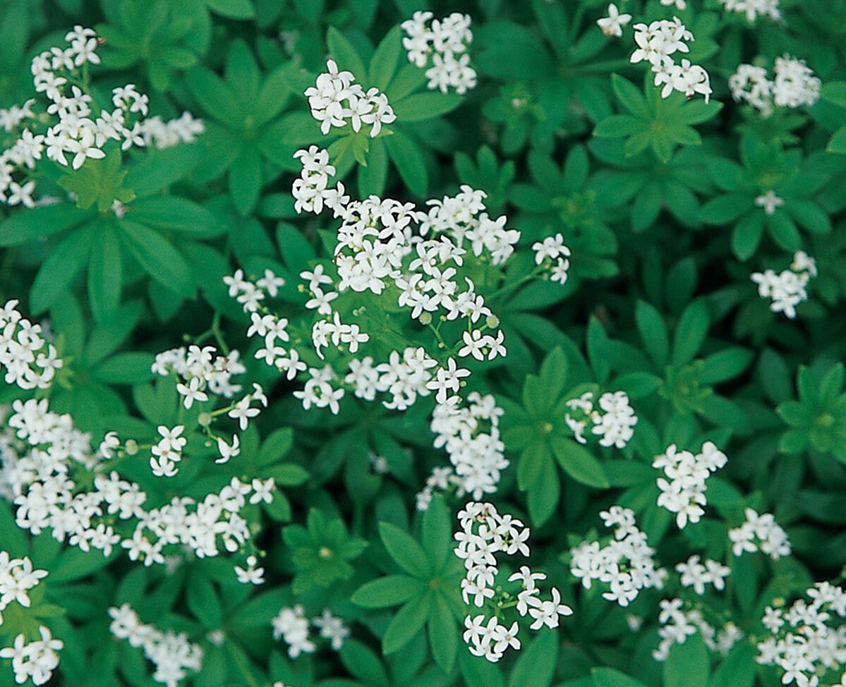 Sweetwoodruffball, ground cover ideas