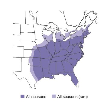 Tufted Titmouse Bird Species