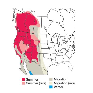 Western Tanager Bird Species