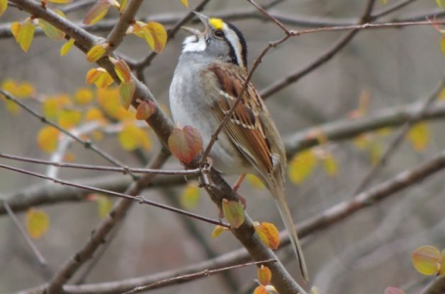 White Throated Sparrow