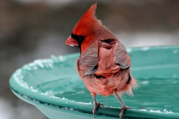 winter birds myths