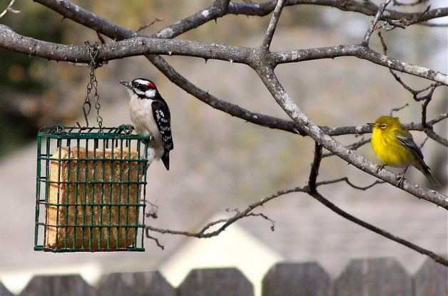 winter bird myths, do birds get cold