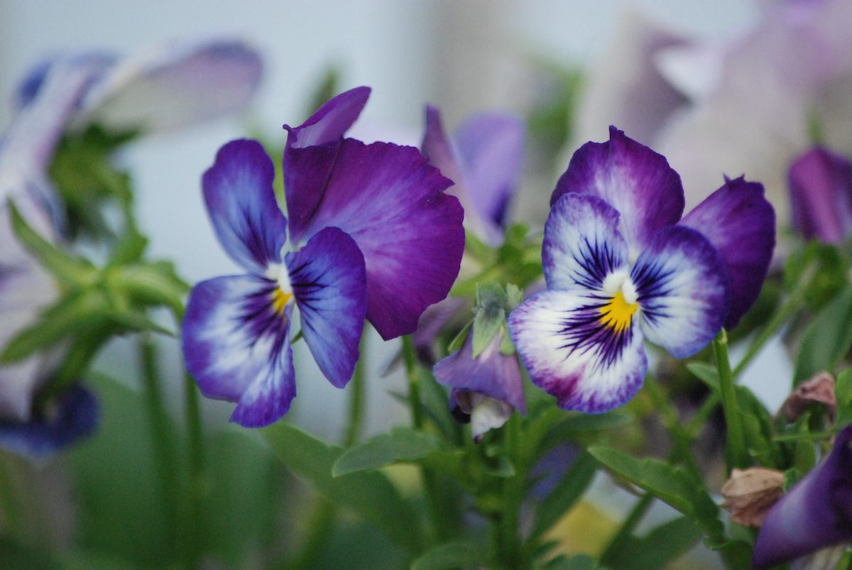 pansy flowers