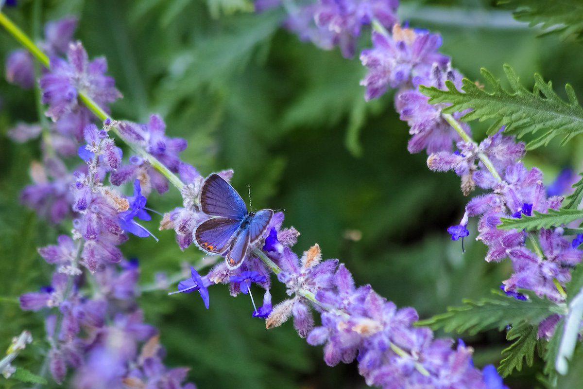 russian sage drought tolerant shrubs