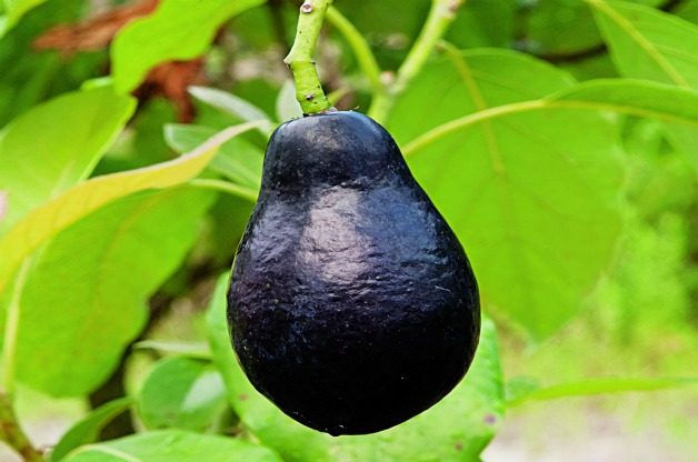 Top 10 Tropical Fruit Trees: Avocado
