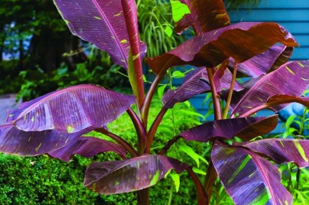 banana plant