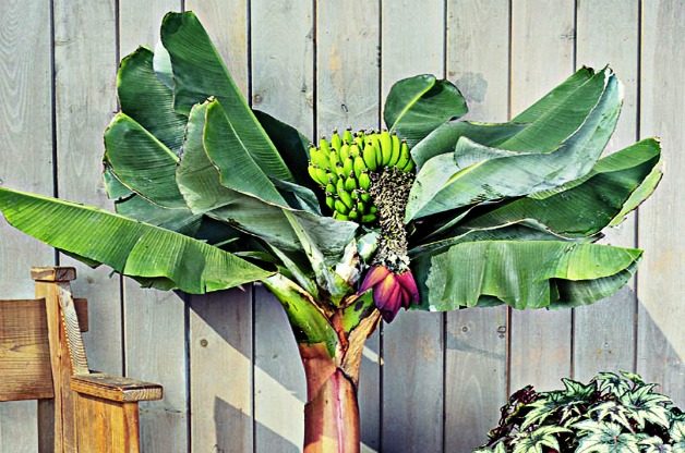 Top 10 Tropical Fruit Trees: Banana