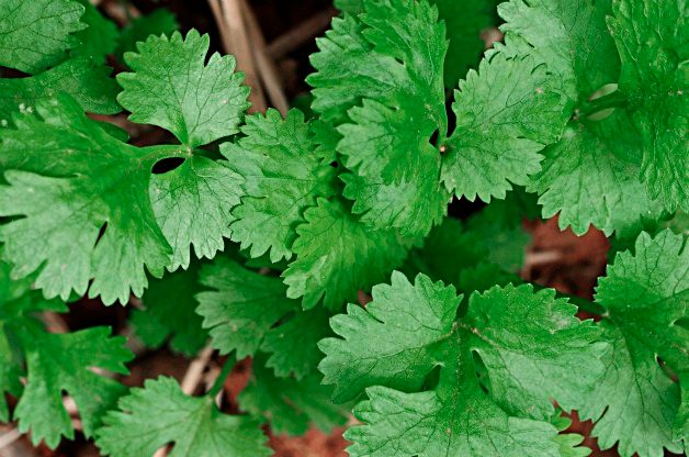 cilantro