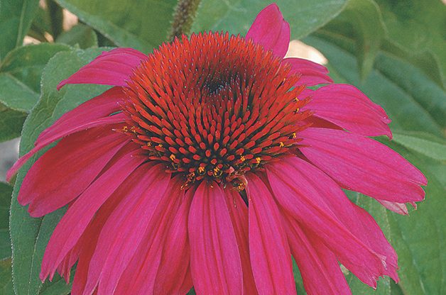 resilient flowers, Top 10 Plants You Can't Kill: Purple coneflower