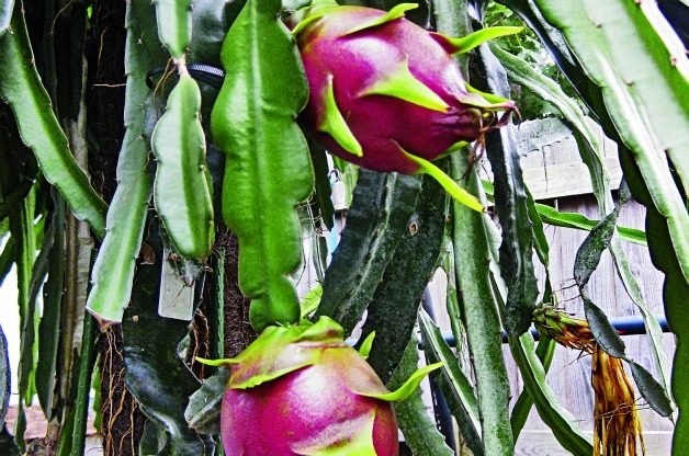 Top 10 Tropical Fruit Trees: Dragon Fruit