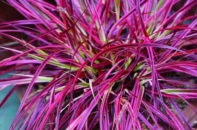 Foliage Plants