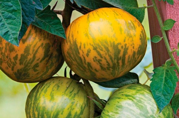 Top 10 Best Tomatoes to Grow: Green Zebra