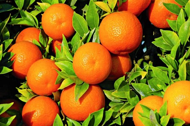 Top 10 Tropical Fruit Trees: Myrtle-leaf orange