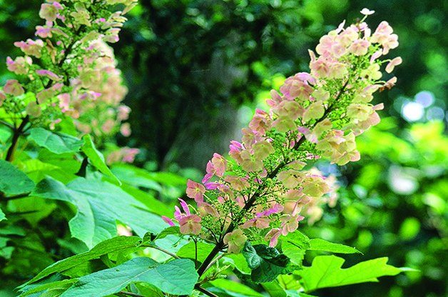 Top 10 Shrubs for Shade: Oakleaf Hydrangea