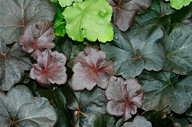Black Magic Mangave, black plants