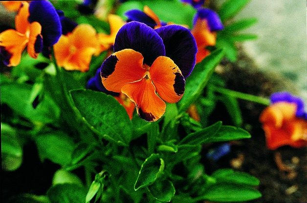 Top 10 Edible Flowering Plants: Pansy