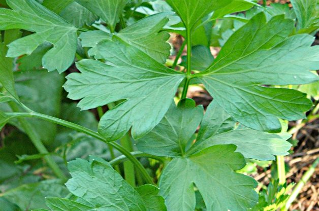 parsley