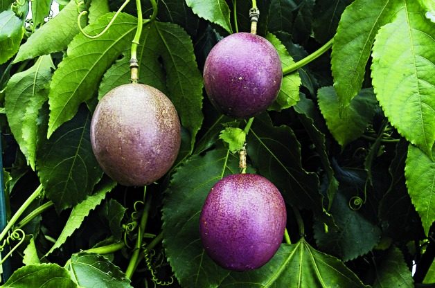 Top 10 Tropical Fruit Trees: Passion Fruit