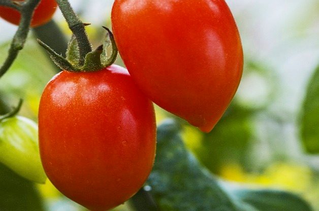 Top 10 Best Tomatoes to Grow: Sugary