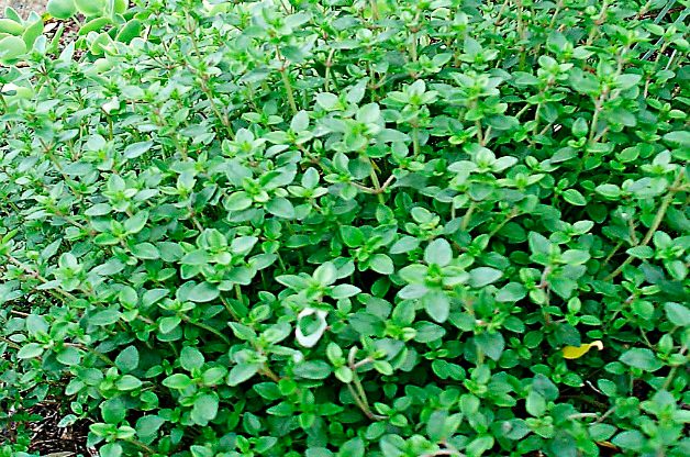 thyme