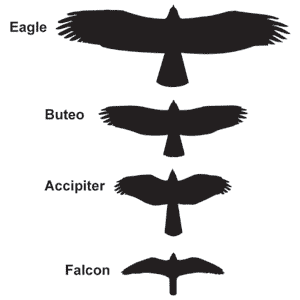 hawks