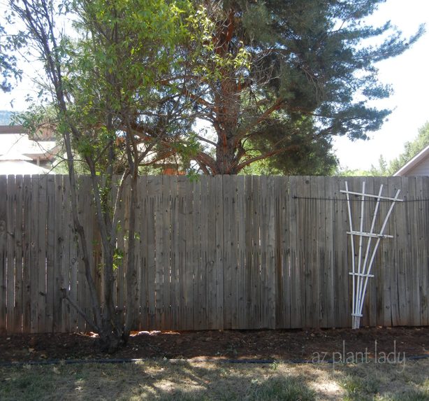 Wooden Fence