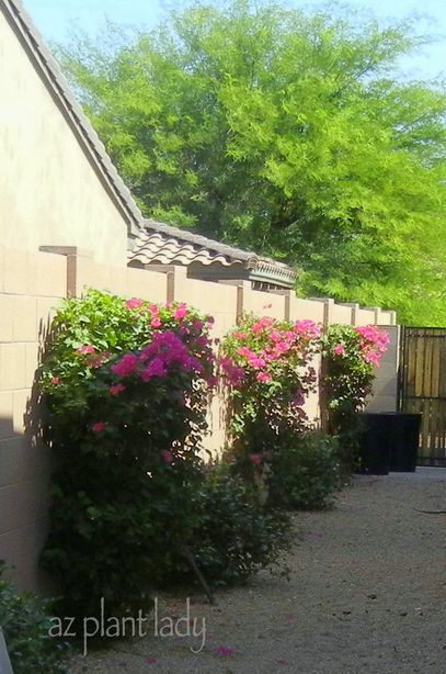 Bougainvillea