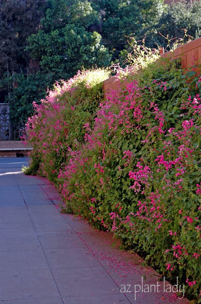 Antigonon leptopus