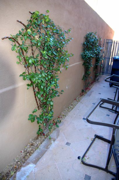 vines on rebar trellils