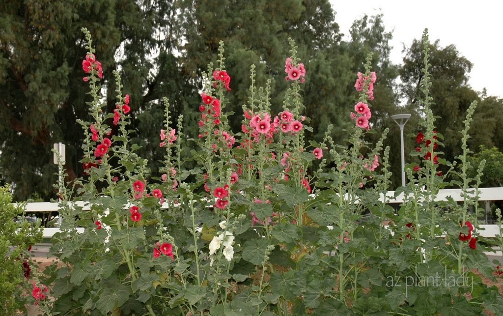 Hollyhocks