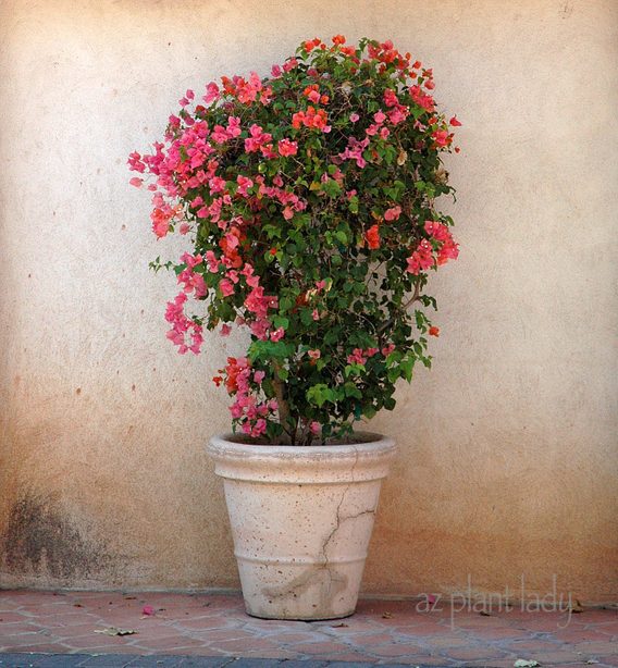 potted bougainvillea