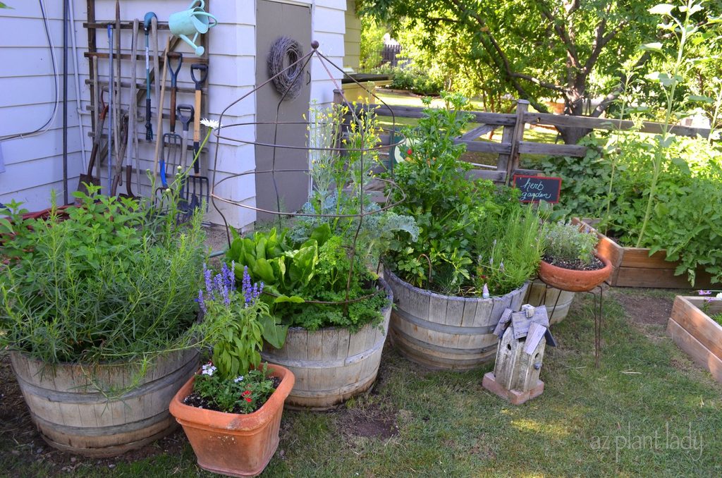 whiskey barrel containers plants