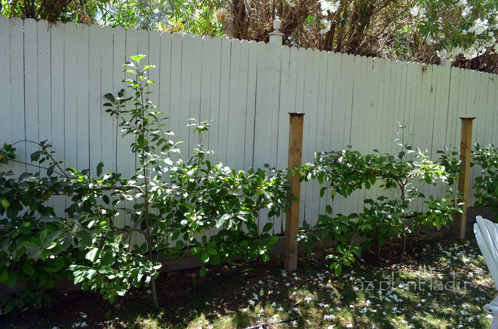 espaliered apple tree