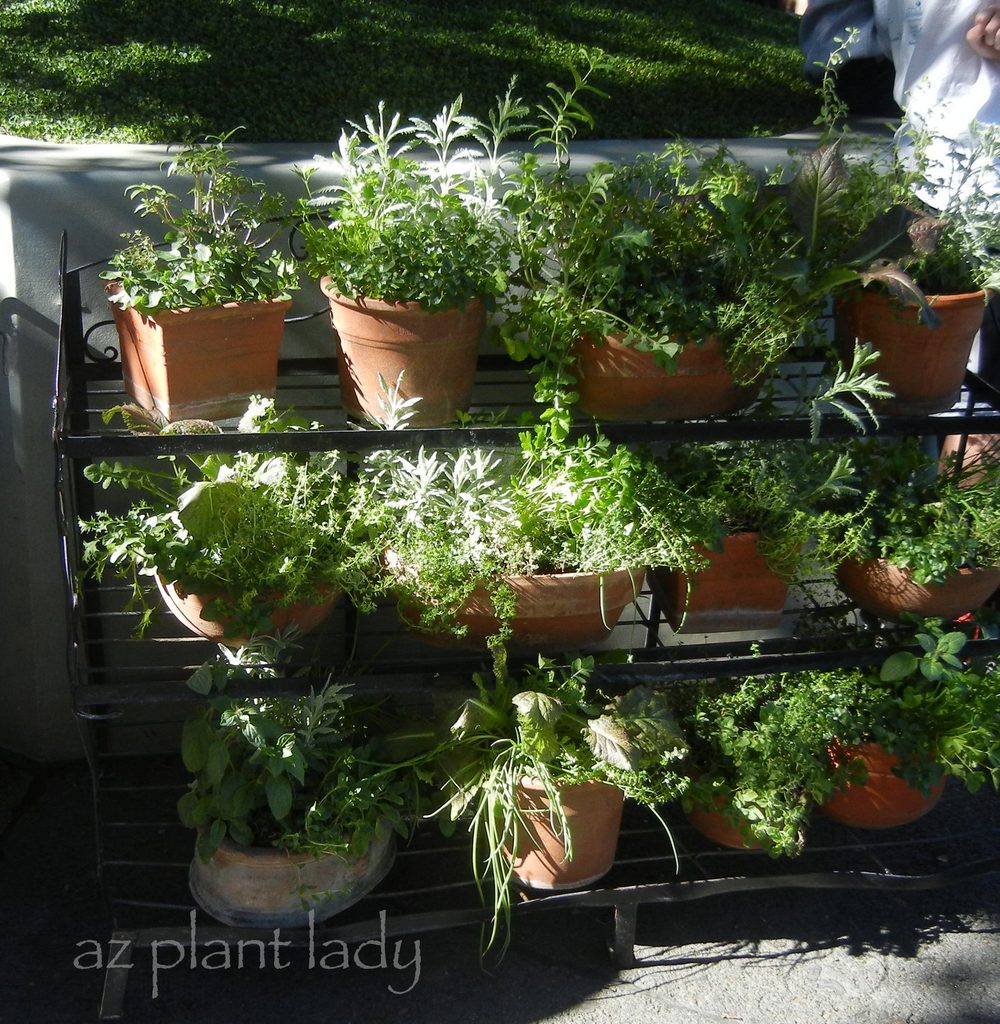 Potted Herbs
