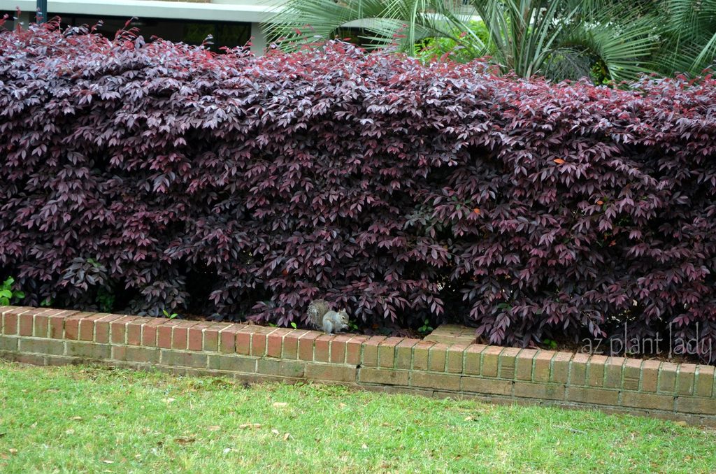 Shrub