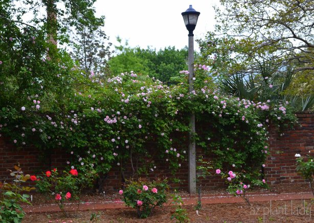 Rose-covered Wall