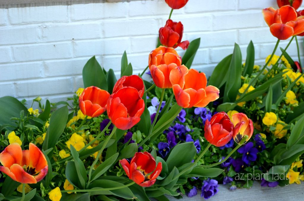 Flowering tulips