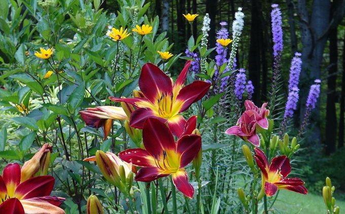 flower garden