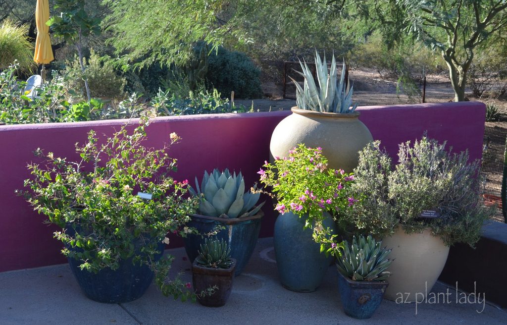 potted-succulents