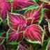 Top 10 Plants to Propagate That Grow From Cuttings