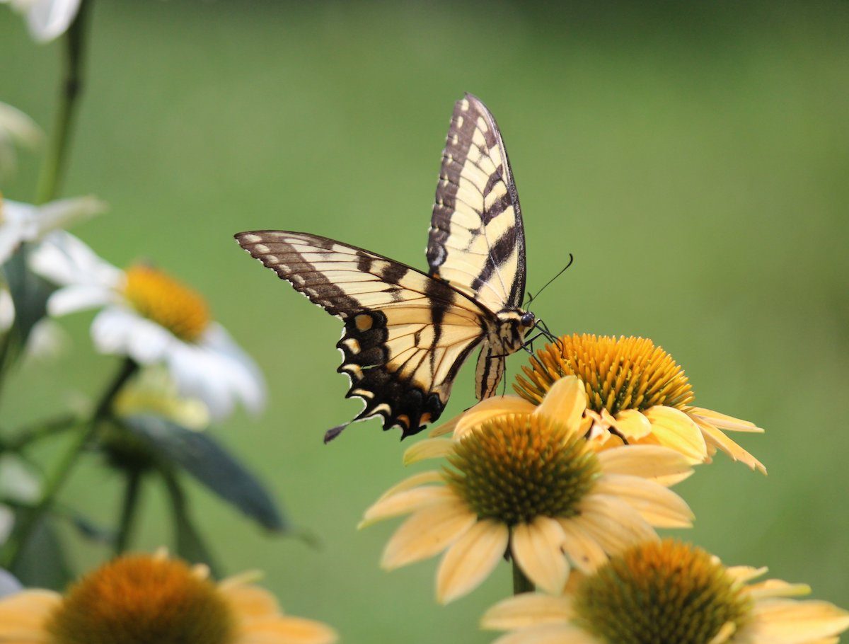 yellow coneflower