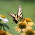 Top 10 Classic Yellow Flowers to Grow