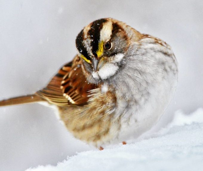 white throated sparrow