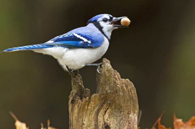 Bird Behavior, caching seeds