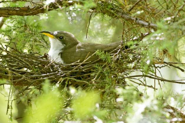 Bird Garden Cuckoo Steve and Dave Maslowski