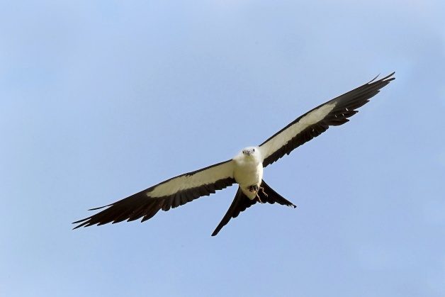 Birds of Prey