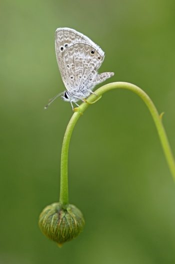 Butterflies Guide