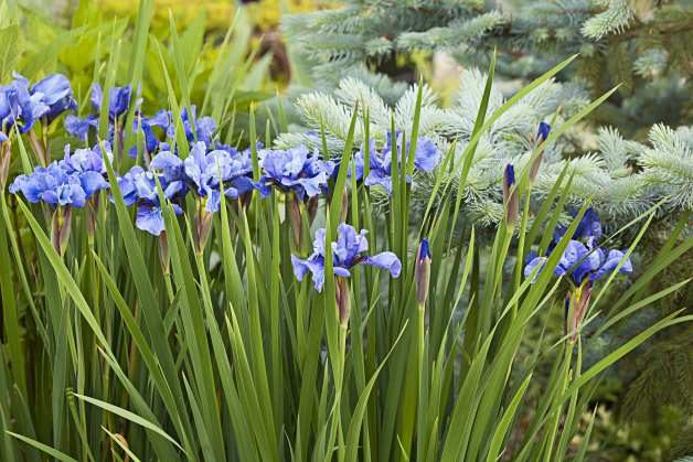 Easy Gardening