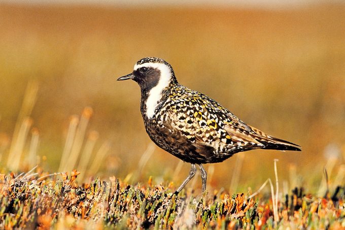 Plover D 23625