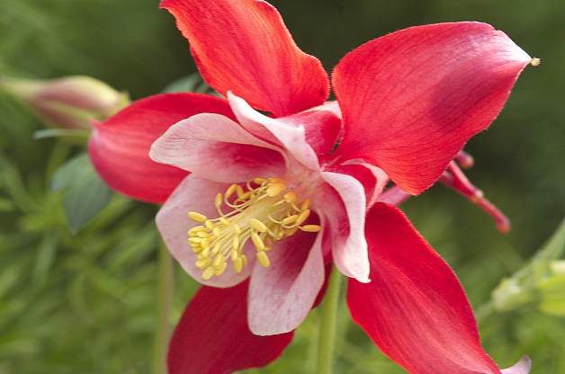 Shade Tolerant Plants